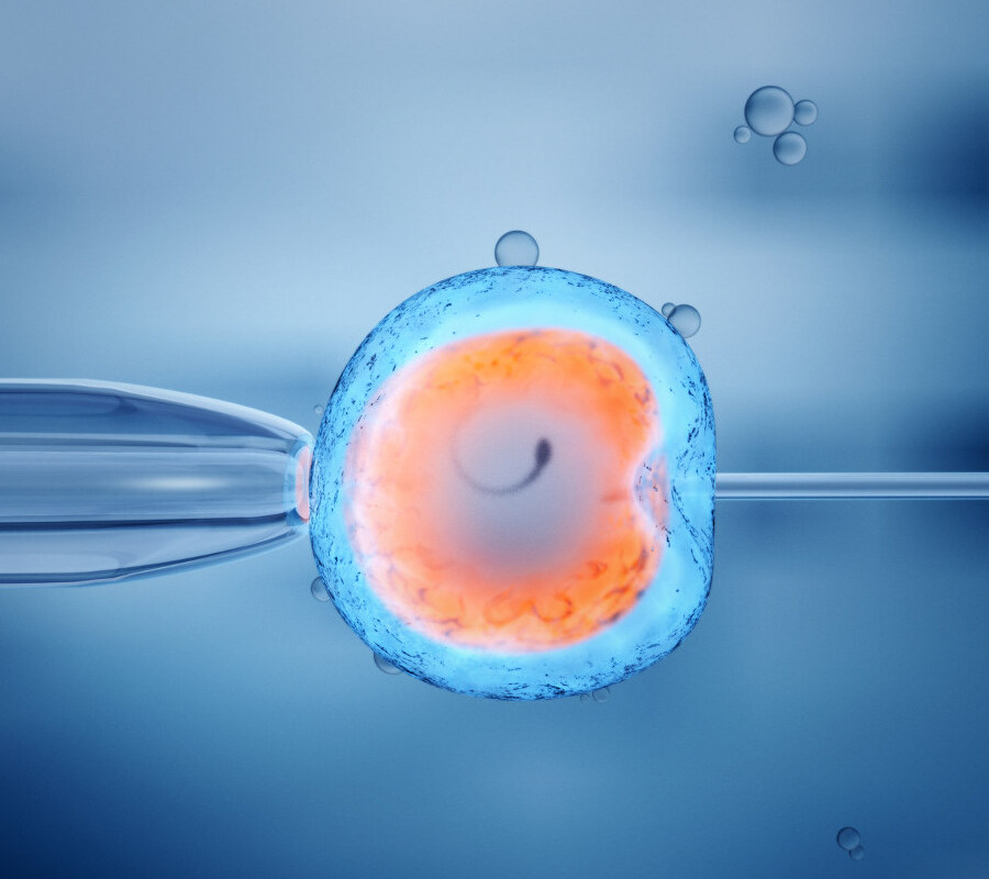 embrión célula