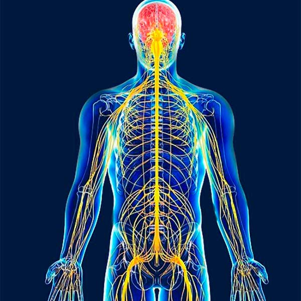 Anatomía del sistema nervioso