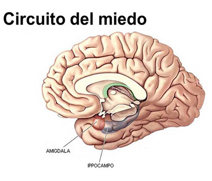 circuito de miedo