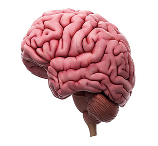 Cerebro