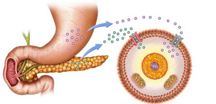 Ponencia: La función de la insulina para una salud equilibrada