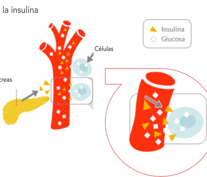 el papel de la insulina