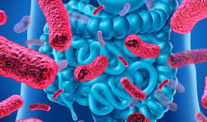 La microbiota y una salud equilibrada