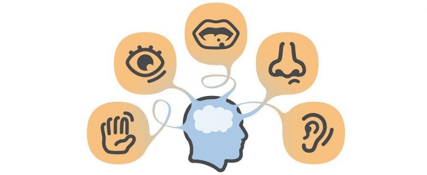 El sistema sensorial