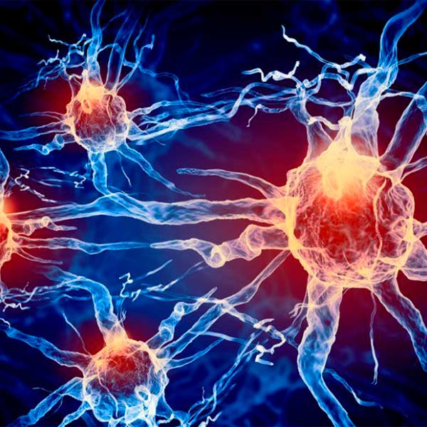 cerebro y las neuronas